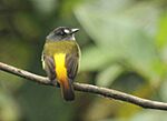 Archivo:Ornate Flycatcher