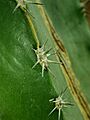 Pachycereus pecten-aboriginum 2019-12-13 6498