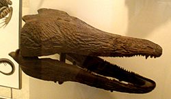 Archivo:Paracyclotosaurus davidi