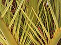 Phoenix canariensis (Barlovento) 03