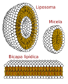 Phospholipids aqueous solution structures-es