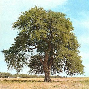 Archivo:Prosopis caldenia