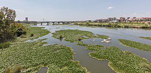 Archivo:Puente de la Universidad sobre el río Guadiana, Badajoz, España, 2020-07-22, DD 91