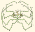 Pycnogonida Nymphon s Sars