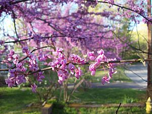 Archivo:Redbud