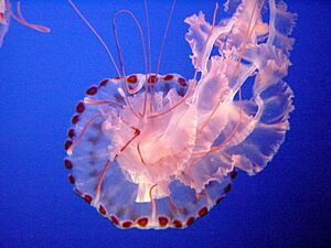 Archivo:Sea Nettle Jelly 1