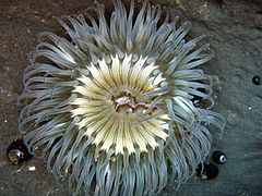 Sea anemone in tidepools