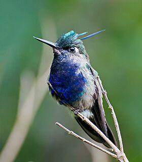 Stephanoxis lalandi -Campos do Jordao, Piraju, Sao Paulo, Brazil-8.jpg
