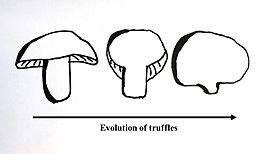 Archivo:Truffle Evolution