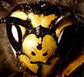 Vespula germanica01 (cropped)