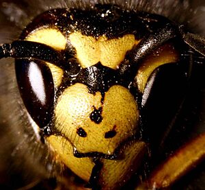 Archivo:Vespula germanica01 (cropped)