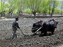 Archivo:Yaks still provide the best way to plow fields in Tibet