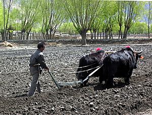 Archivo:Yaks still provide the best way to plow fields in Tibet
