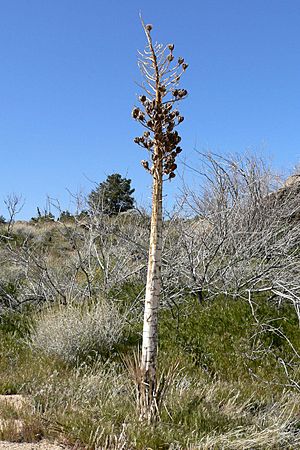 Archivo:Yucca whipplei stalk 1