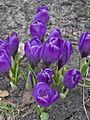 2005-03-28 015 Krokusy
