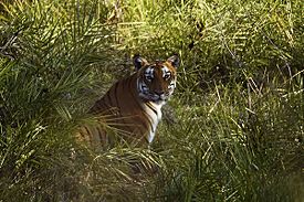 2012-bandipur-tiger.jpg