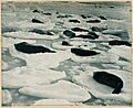 A dreamy Venice in seal-land, from (Exhibition of pictures taken during the Australasian Antarctic Expedition and other photographic studies by Frank Hurley), 1911-1914 (5875902602)