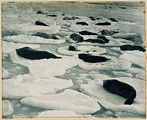 Archivo:A dreamy Venice in seal-land, from (Exhibition of pictures taken during the Australasian Antarctic Expedition and other photographic studies by Frank Hurley), 1911-1914 (5875902602)