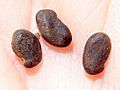 Ac. pseud.-seeds-1