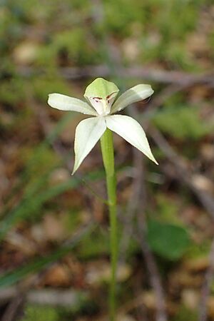 Archivo:Adenochilus gracilis kz02