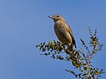 Archivo:Agriornis micropterus Gray-bellied Shrike-tyrant, Los Túneles de Las Palmas, Córdoba, Argentina