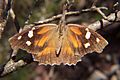 American snout butterfly