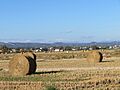 Balas de paja de arroz, Delta del Ebro