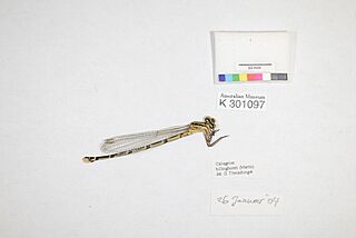 Billinghursti female K301097 (49933832271).jpg