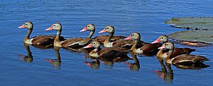 Archivo:Black-bellied whistling ducks (Dendrocygna autumnalis)