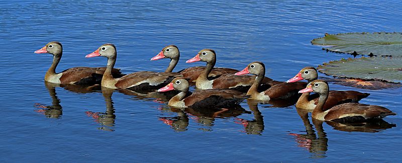 Black-bellied whistling ducks (Dendrocygna autumnalis)