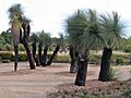 BlackGins,AridGarden,RBG-CranbourneVIC