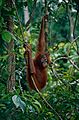 Bornean Orangutan (Pongo pygmaeus) (14585195012)