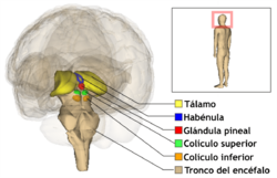 Archivo:Brainstem and thalamus-es