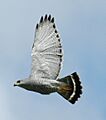 Buteo plagiatus Belize