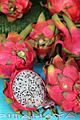 Caryophyllales - Hylocereus undatus - 3