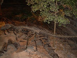 Archivo:Ceratosaurus skeleton