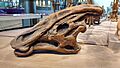 Charonosaurus jiayinensis.001 - MSNBrussel