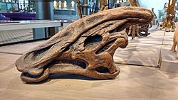 Archivo:Charonosaurus jiayinensis.001 - MSNBrussel