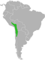 Chinchilla brevicaudata