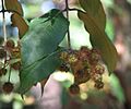 Choricarpia leptopetala