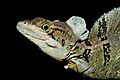 Common Basilisk (Basiliscus basiliscus)