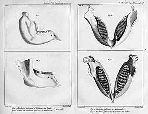Archivo:Cuvier elephant jaw