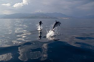 Archivo:Delfine im Golf von Korinth, Griechenland