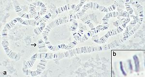 Archivo:Drosophila polytene chromosomes 2
