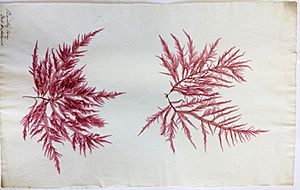 Archivo:Ellen Hutchins seaweed