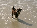 Emma spanish waterdog 4.jpg