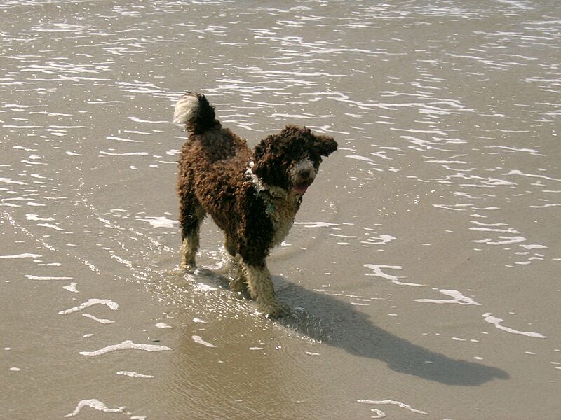 Emma spanish waterdog 4