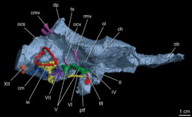 Archivo:Endocranial cast of Alioramus altai