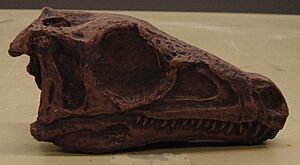 Archivo:Eoraptor1