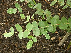 Archivo:Eucalyptus gunni 'Silver Drop' Branch 1600px